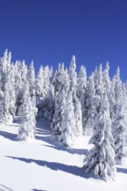 Snow covered pine trees against blue sky clipart