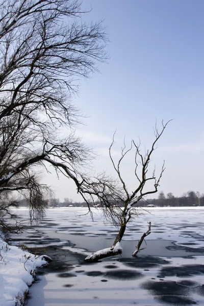 Zugefrorener See und Bäume — Stockfoto