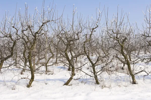 Яблучний сад, вкритий снігом — стокове фото