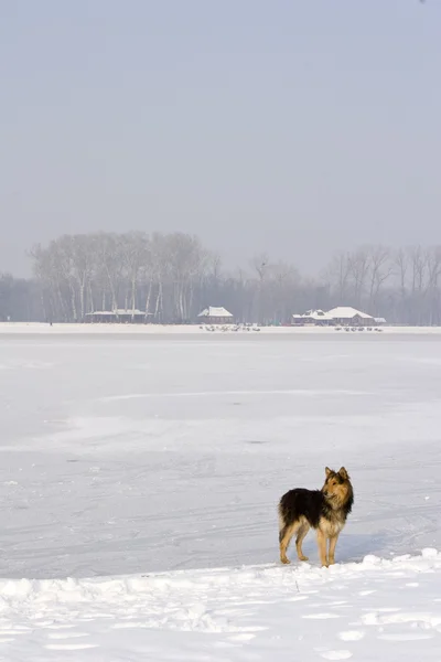 Yalnız köpek ayakta donmuş göl üzerinde — Stok fotoğraf