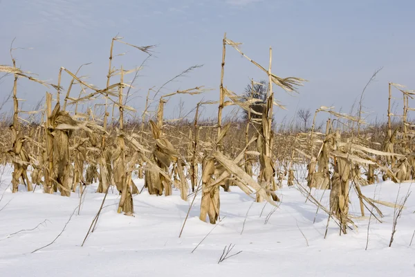 Bludiště a kukuřice plodina v oblasti zimních — Stock fotografie