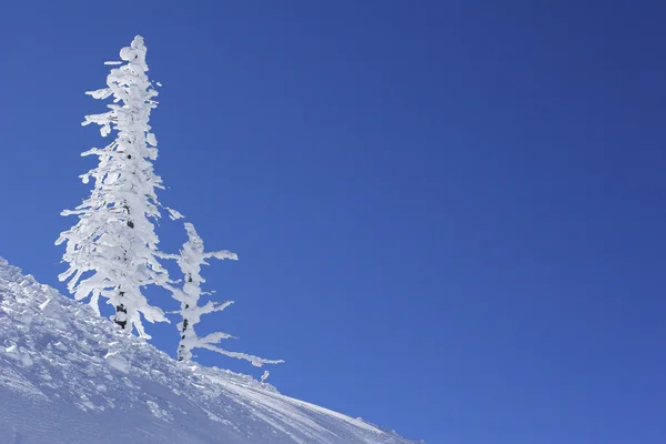 Drzewo sosny pokryte lodem — Zdjęcie stockowe