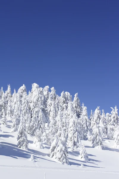 Kar kaplı çam ağaçları ve mavi gökyüzü — Stok fotoğraf