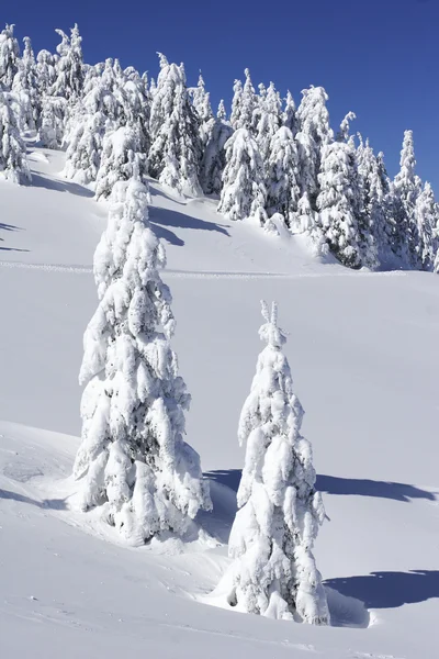 Pinheiros cobertos de neve no lado da montanha — Fotografia de Stock