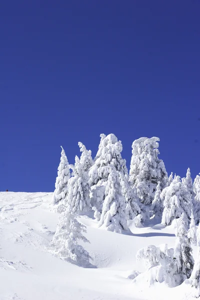 Schneebedeckte Kiefern — Stockfoto