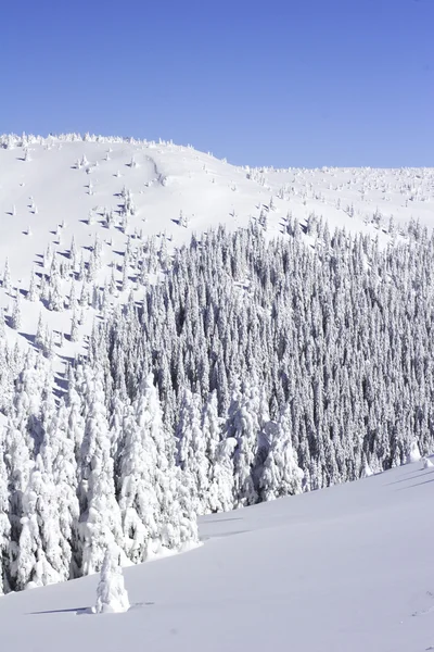 Los pinos cubiertos de nieve la ladera de la montaña —  Fotos de Stock