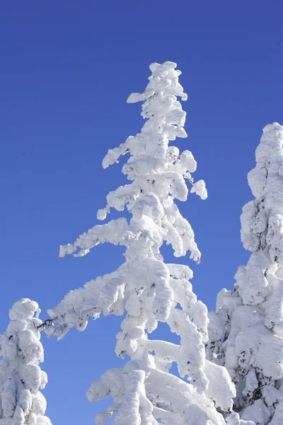 大雪覆盖松树树的顶部 — 图库照片