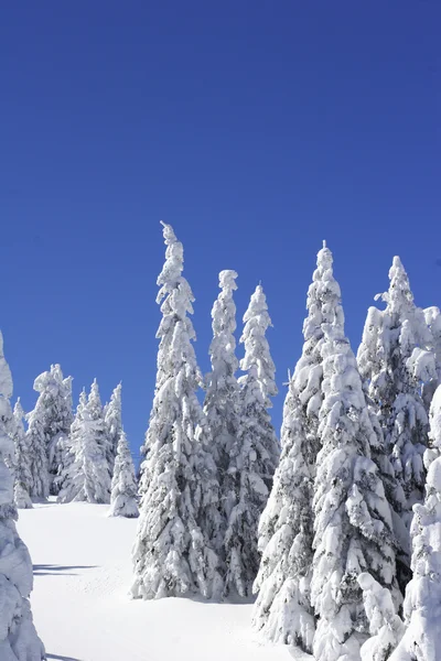 Sněhem pokryté borovice — Stock fotografie