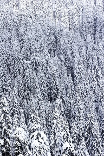 Snow covered pine tree forest — Stock Photo, Image