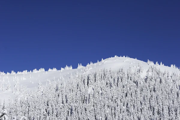 Pokryte śniegiem góry z sosny — Zdjęcie stockowe