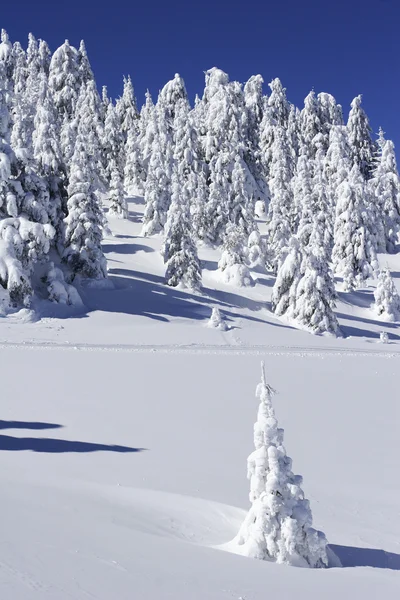Snow covered pine trees — Stock Photo, Image