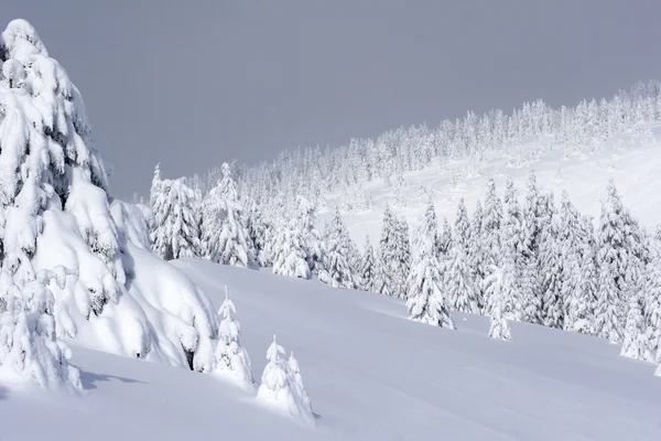 Çam ağaçları karla kaplı — Stok fotoğraf