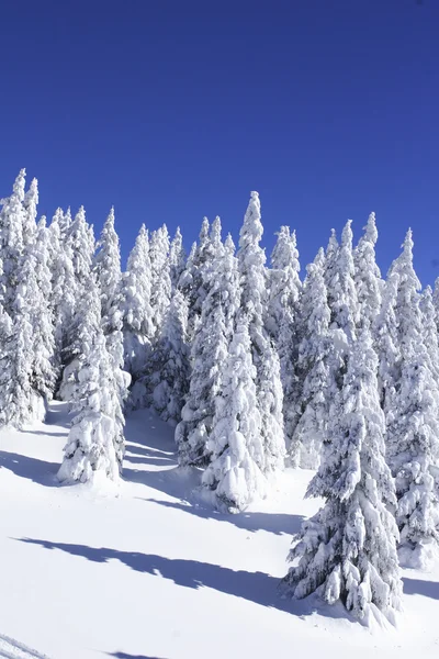 Schneebedeckte Kiefern gegen blauen Himmel — Stockfoto