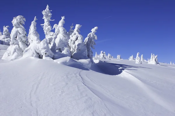 Pokryte śniegiem sosny z drift śniegu — Zdjęcie stockowe