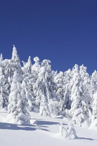 积雪覆盖的冷杉树 — 图库照片