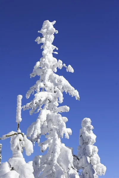 大雪覆盖的山和树 — 图库照片
