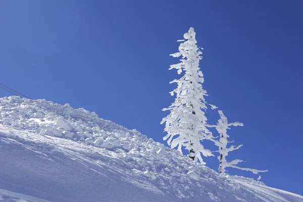 冰覆盖的松树 — 图库照片