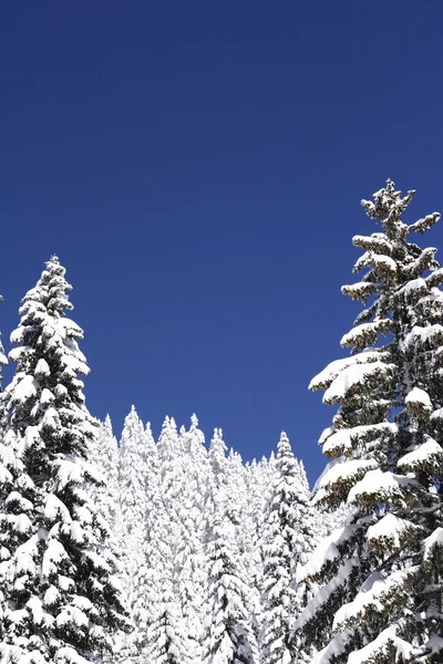 Snow covered pine trees — Stock Photo, Image