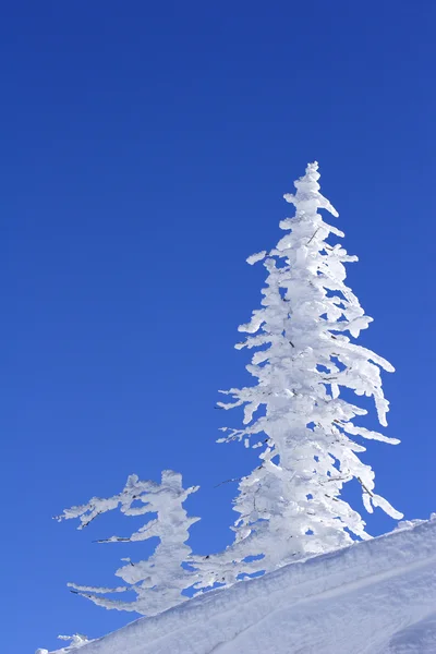 Ledová krytá borovice — Stock fotografie