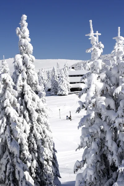 Pokryte śniegiem góry i drzewa — Zdjęcie stockowe