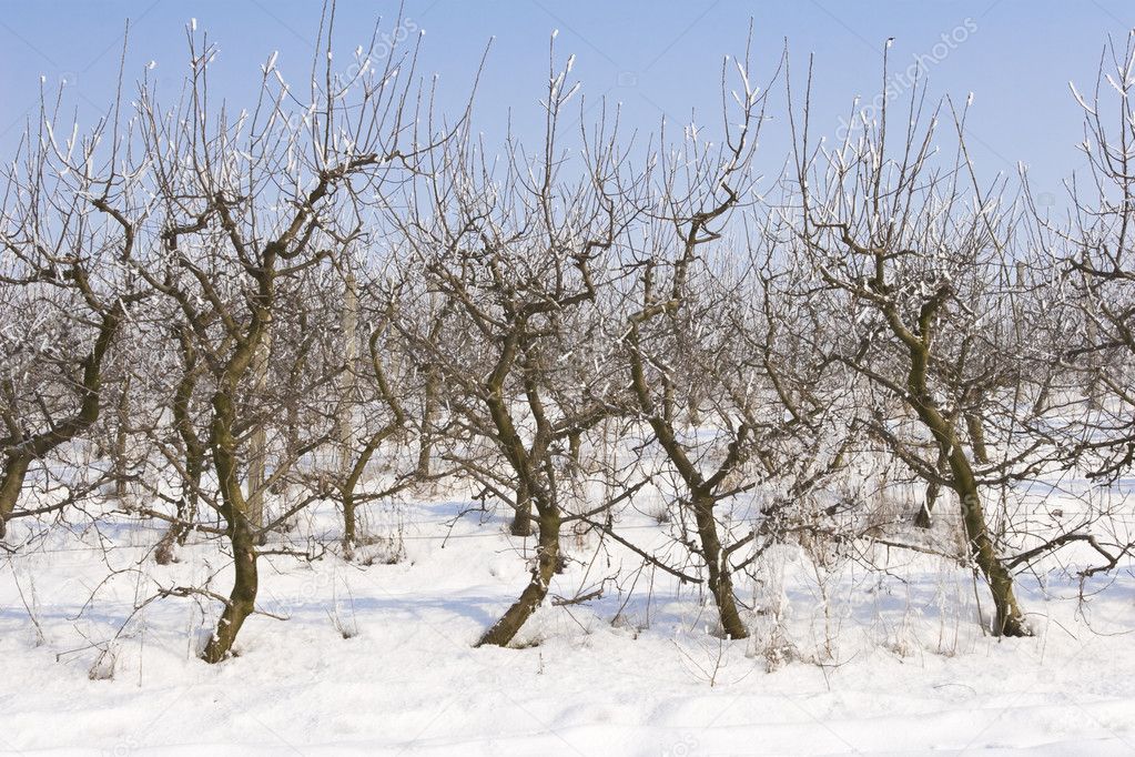 Apple orchard covered in snow