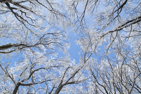 Frostige Bäume im Wald — Stockfoto