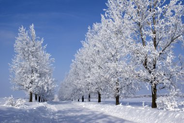 Frozen trees clipart