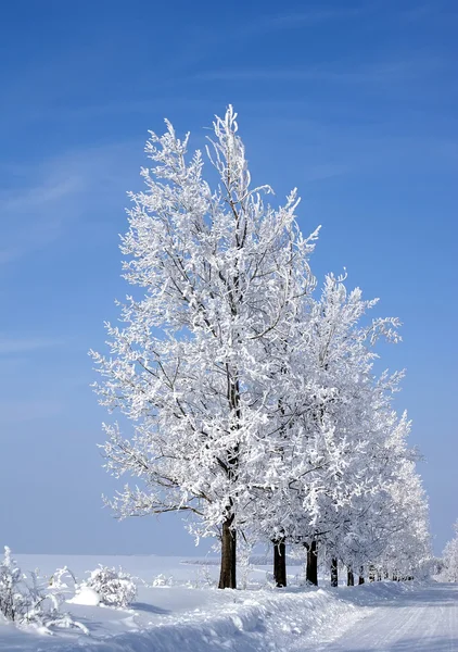 Árboles congelados — Foto de Stock