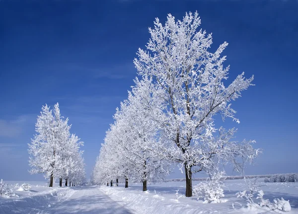 Árboles congelados — Foto de Stock