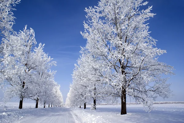 Замороженные деревья — стоковое фото
