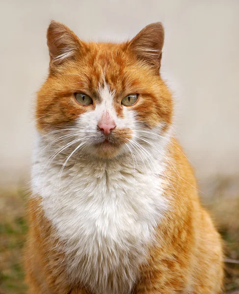 stock image Cat