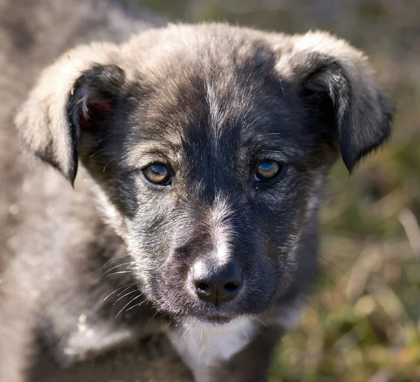 stock image Little dog