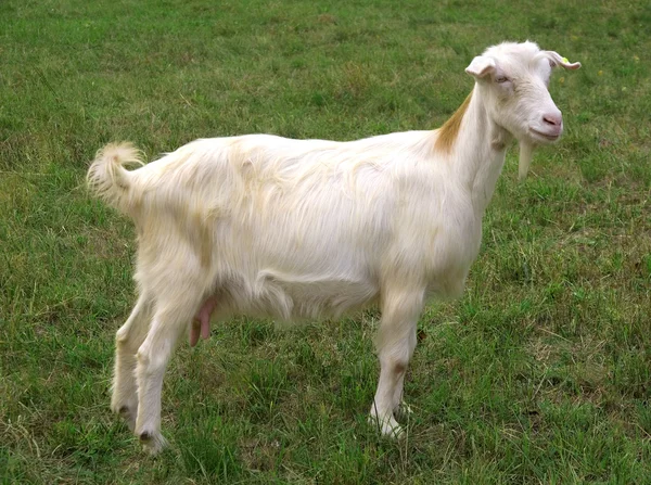 Goats — Stock Photo © oorka5 #4155077
