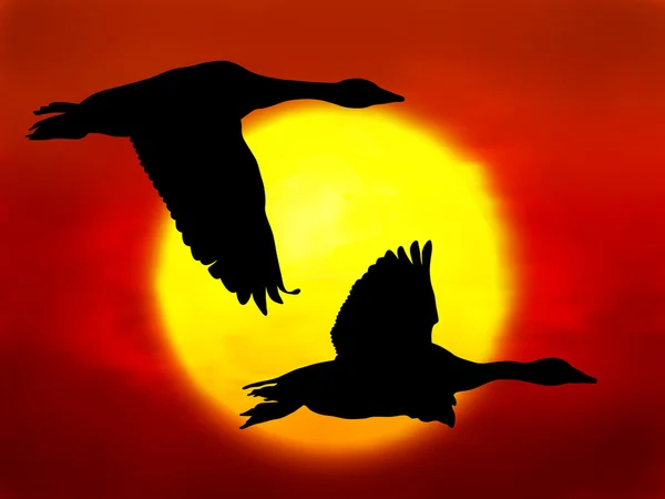 Flying geese — Stock Photo, Image