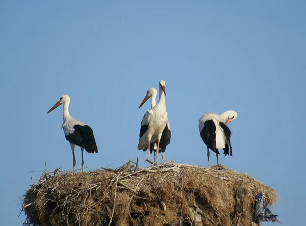 Storks — Stock fotografie