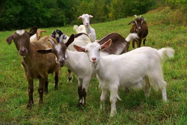 goat photography