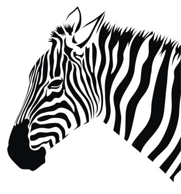 Zebra clipart