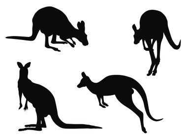 Kangaroo clipart