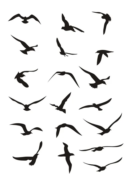 Kuşlar — Stok Vektör