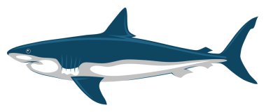 Shark clipart