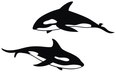 Killer whale clipart