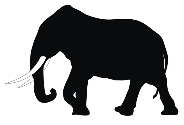 Slon — Stockový vektor