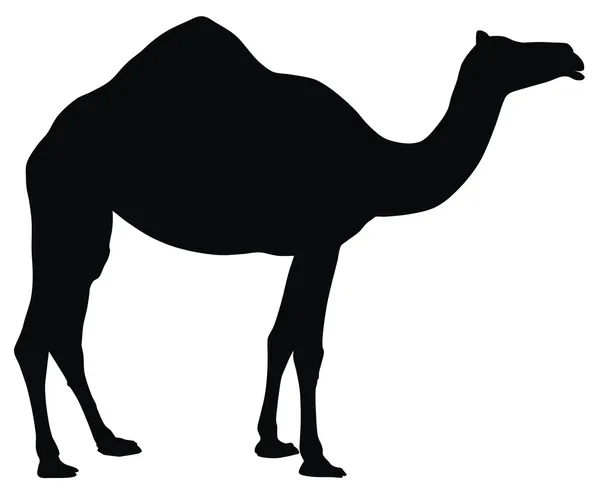 Camelo —  Vetores de Stock