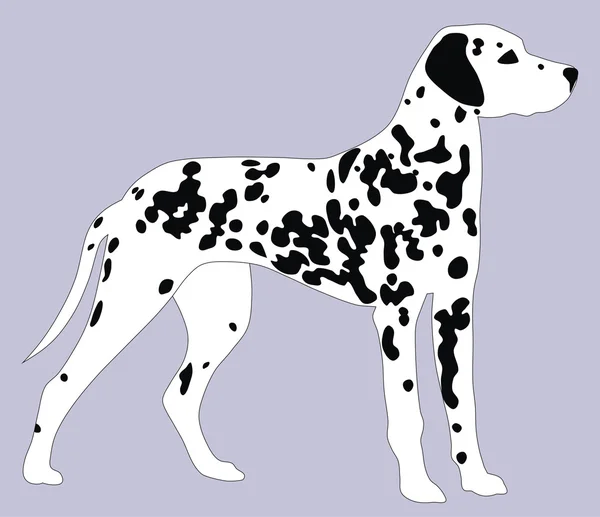 Dalmatiner hund — Stock vektor