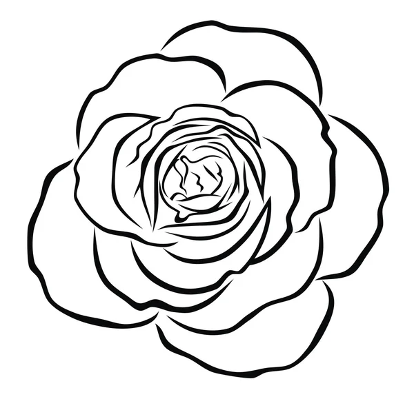 Růže — Stockový vektor