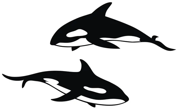 Killer whale — Stock Vector