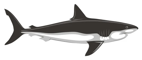 Žralok — Stockový vektor