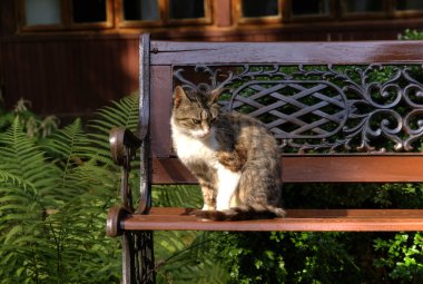 tezgah üzerinde kedi