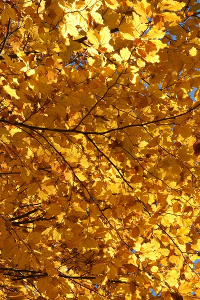 stock image Yellow leaves in autumn forest