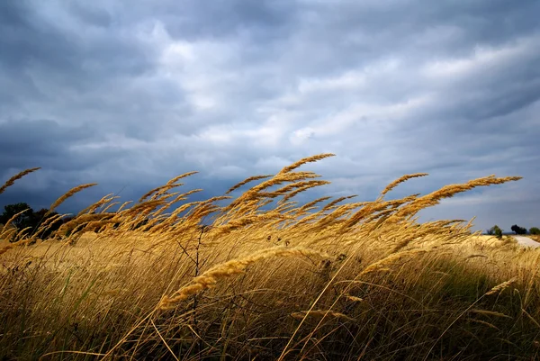 stock image For a minute before to start the storm